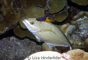 Juvenile Hogfish giving a jack a good cleaning! Not very ... by Lisa Hinderlider 